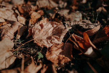 Autumnal background of fallen brown orange leaves in the park, natural backdrop for calendar, poster or postcard designs