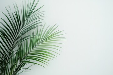 Obraz premium Palm leaves on clear background, minimalist botanical theme