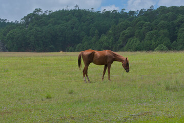 Brown horse in the middle of a pasture