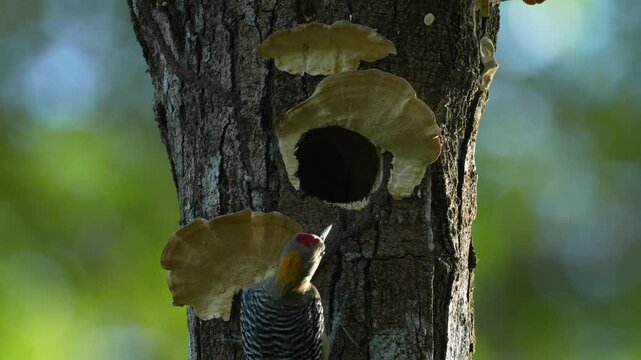 Bird cleaning nest hole. Woodpecker from Costa Rica, Hoffmann's woodpecker, Melanerpes hoffmannii,  bird in the nature habitat, Costa Rica. Animal nesting behaviour. Tree with fungus polypore, bird.