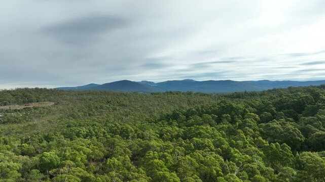 beautiful gum Trees and shrubs in the Australian bush forest. Gumtrees and native plants growing in Australia	

