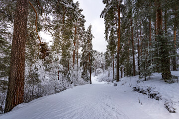 A snowy forest path with trees covered in snow