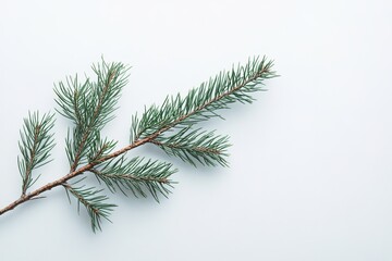 Obraz premium Spruce branch isolated on white background