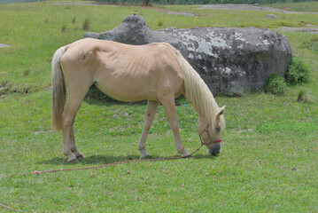 Mare in the middle of the pasture feeding