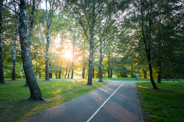 Obraz premium A path in a park with trees and a bench