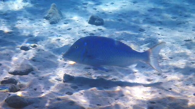 Important fish for commercial fisheries in basins of the Red Sea and Pacific Ocean - Spangled Emperor, scientific name is Lethrinus nebulosus, it belongs to the family Lethrinidae