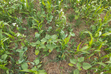 Overhead image of cover crops planted with no tillage including sunflower, buckwheat, sudangrass, tillage radish, peas, and others. 