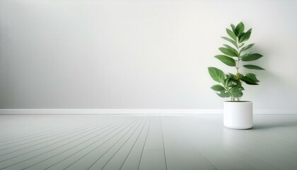 White walls, plant