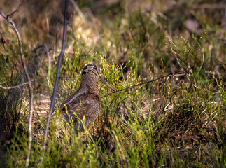 Woodcock hiding in vegetation in early summer morning