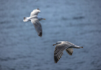 Two seagulls flying over calm sea