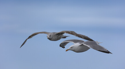 Two seagulls flying over calm sea