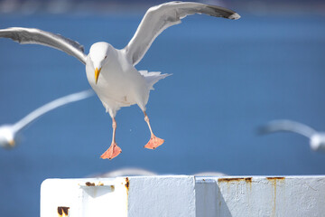 Seagull leaping off perch, others flying behind
