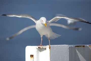 Four-winged seagull illusion, one perched, other flying