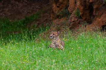 Cheetah in search of his next catch