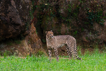 Cheetah in search of his next catch