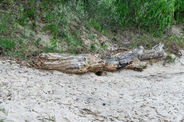 Big snag of fallen trunk old tree in the river. Plant has rotted over time and broken in water. Decomposition and destruction of tree in long time. Gray wood nature texture. Wild dead hollow log.