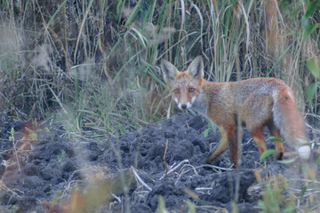 red fox in the woods