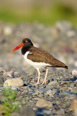 american oyster catcher