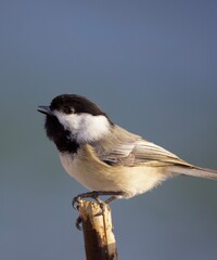 Chickadee