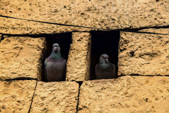 Pigeon, Golden city, India