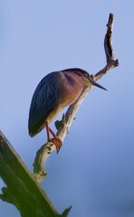 Green heron