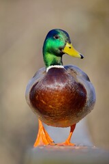 mallard duck 