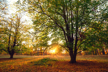 Amazing autumn park (forest)  with colorful trees and sunlight. autumn natural background