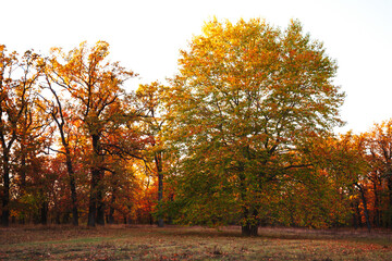 Obraz premium Amazing autumn park (forest) with colorful trees and sunlight. autumn natural background
