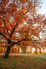 Fototapeta premium Amazing autumn park (forest) with colorful trees and sunlight. autumn natural background