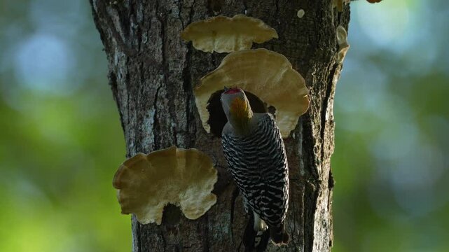 Bird cleaning nest hole. Woodpecker from Costa Rica, Hoffmann's woodpecker, Melanerpes hoffmannii,  bird in the nature habitat, Costa Rica. Animal nesting behaviour. Tree with fungus polypore, bird.