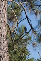 Bird side view silhouette sitting on tall tree with blue sky at William Heise Campground County Park