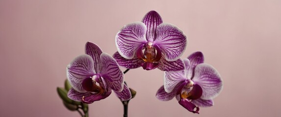 Naklejka premium beautiful purple orchids on pink background.