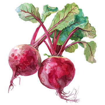 watercolor beets with green leaves clip art preview