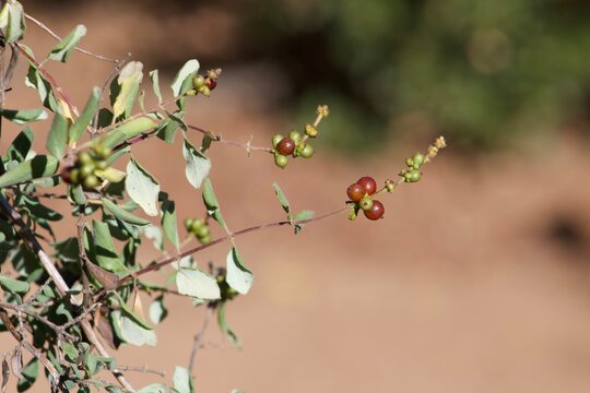 Close up of red and green berry clusters on a tree in William Heise County Park