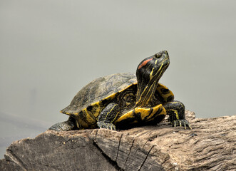 red ear slider turtle on a log in a lake (prospect park pond brooklyn new york animals reptile wildlife) beautiful nature urban park green water summer view