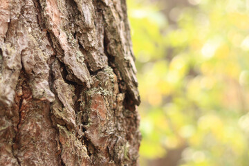 Pine tree, bark close-up. Close-up of pine bark in the forest for a natural background. Nature. Details. Focus on pine tree trunk with blurred background