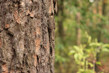 Pine tree, bark close-up. Close-up of pine bark in the forest for a natural background. Nature. Details. Focus on pine tree trunk with blurred background