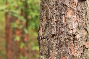 Pine tree, bark close-up. Close-up of pine bark in the forest for a natural background. Nature. Details. Focus on pine tree trunk with blurred background