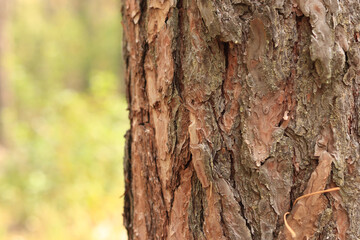 Pine tree, bark close-up. Close-up of pine bark in the forest for a natural background. Nature. Details. Focus on pine tree trunk with blurred background