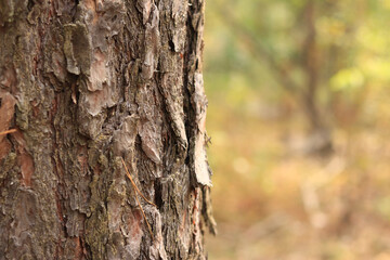 Pine tree, bark close-up. Close-up of pine bark in the forest for a natural background. Nature. Details. Focus on pine tree trunk with blurred background