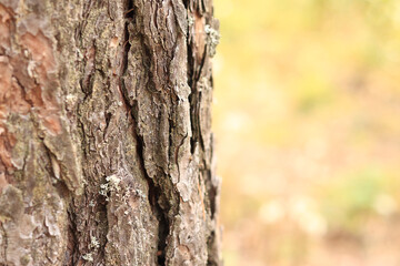 Pine tree, bark close-up. Close-up of pine bark in the forest for a natural background. Nature. Details. Focus on pine tree trunk with blurred background