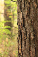 Pine tree, bark close-up. Close-up of pine bark in the forest for a natural background. Nature. Details. Focus on pine tree trunk with blurred background