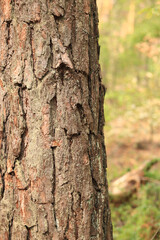Obraz premium Pine tree, bark close-up. Close-up of pine bark in the forest for a natural background. Nature. Details. Focus on pine tree trunk with blurred background