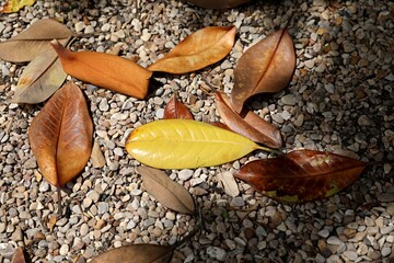 Fallen leaves on the pebble lit by the sunlight
