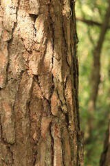 Pine tree, bark close-up. Close-up of pine bark in the forest for a natural background. Nature. Details. Focus on pine tree trunk with blurred background