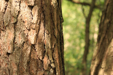 Pine tree, bark close-up. Close-up of pine bark in the forest for a natural background. Nature. Details. Focus on pine tree trunk with blurred background