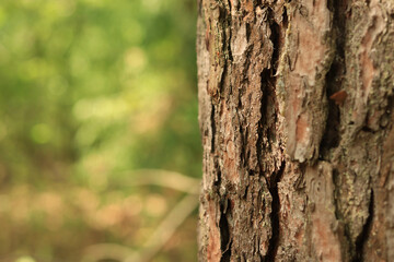Pine tree, bark close-up. Close-up of pine bark in the forest for a natural background. Nature. Details. Focus on pine tree trunk with blurred background