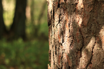 Pine tree, bark close-up. Close-up of pine bark in the forest for a natural background. Nature....
