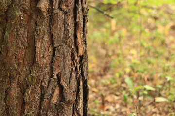 Obraz premium Pine tree, bark close-up. Close-up of pine bark in the forest for a natural background. Nature. Details. Focus on pine tree trunk with blurred background