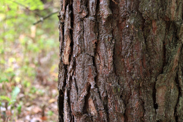 Pine tree, bark close-up. Close-up of pine bark in the forest for a natural background. Nature. Details. Focus on pine tree trunk with blurred background